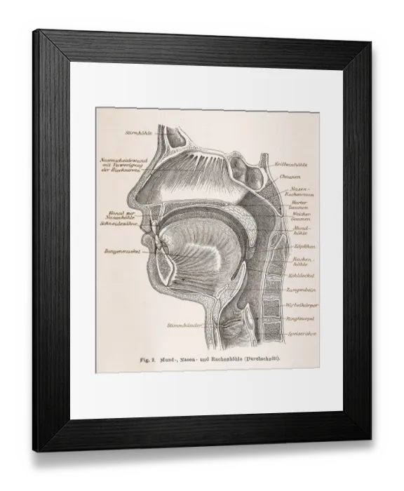 Framed Print : Medicine, anatomy, illustration of a section through the human head with mouth Framed Print : Medicine, anatomy, illustration of a section through the human head with mouth