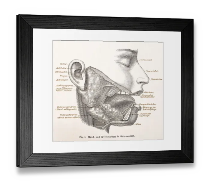 Framed Print : Medicine, anatomy, drawing of the human face with oral and salivary glands