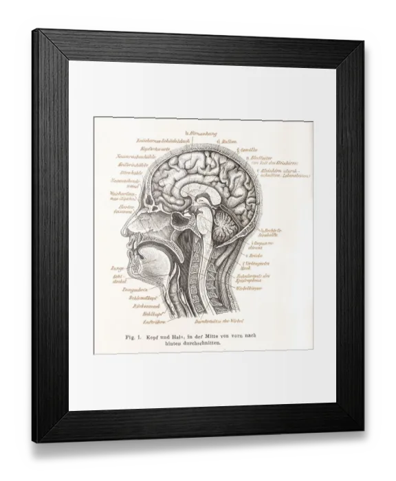 Framed Print : Medicine, anatomy, illustration of a section through the human head with mouth
