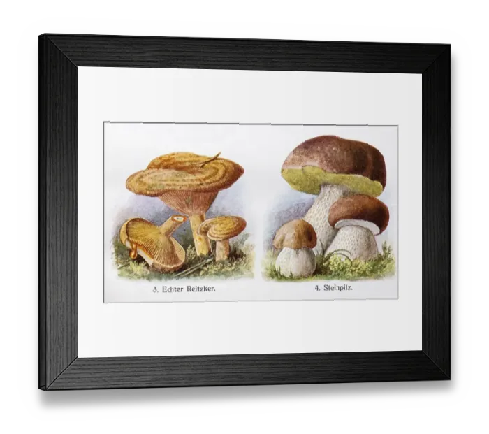 Framed Print : Drawings of edible mushrooms, the real mushroom (Lactarius deliciosus) or Edel-Reizker