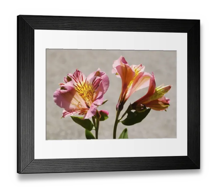 Framed Print : Flower of the lily (Lilium), Mainau Island Framed Print : Flower of the lily (Lilium), Mainau Island