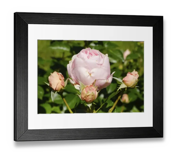 Framed Print : Shrub rose (Rosa), Poetry, Mainau Island