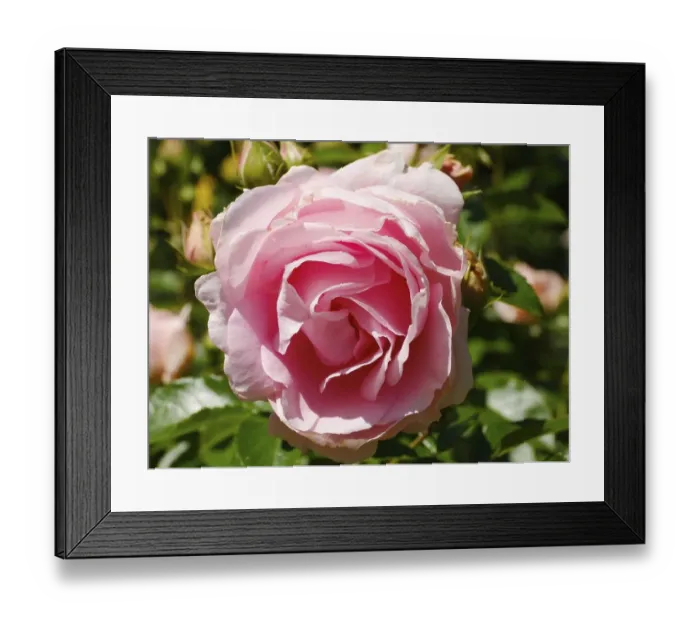 Framed Print : Shrub rose (Rosa), Poetry, Mainau Island