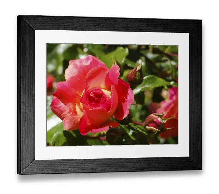 Framed Print : Shrub rose (Rosa), Gebrueder Grimm Framed Print : Shrub rose (Rosa), Gebrueder Grimm