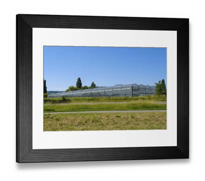 Framed Print : Greenhouses on Reichenau Island Framed Print : Greenhouses on Reichenau Island