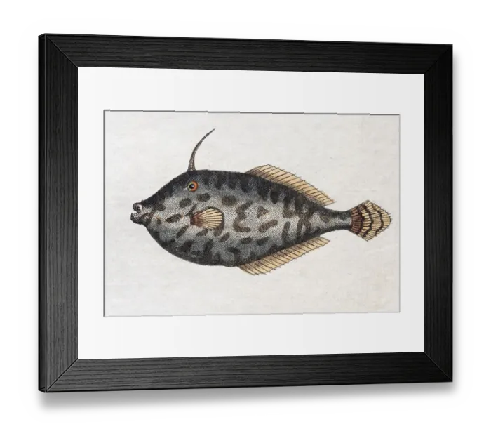 Framed Print : Unicorn Leatherjacket (Balistes monoceros)