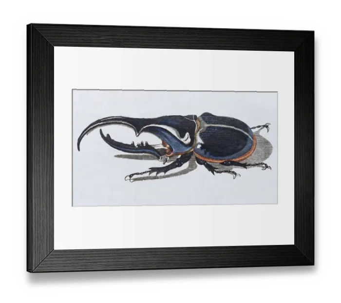 Framed Print : Hercules beetle (Scarabaeus hercules) Framed Print : Hercules beetle (Scarabaeus hercules)