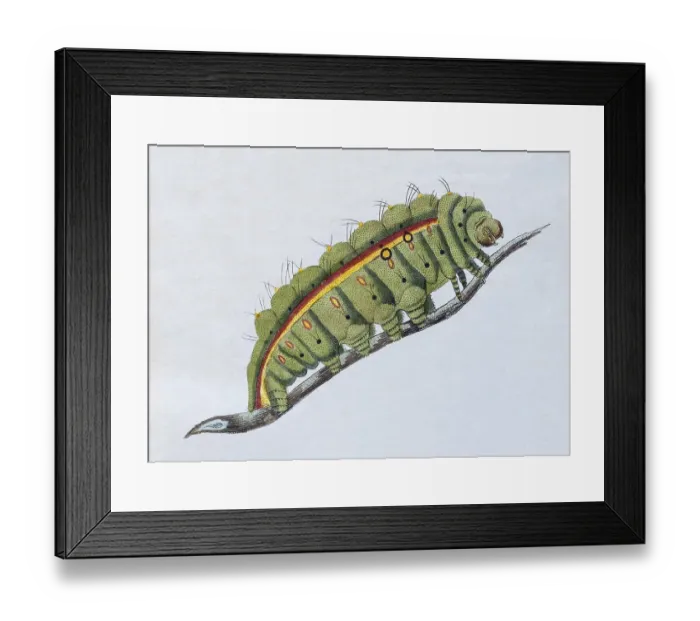 Framed Print : Yellow-green caterpillar, (Phalaena Bombyx Paphia)