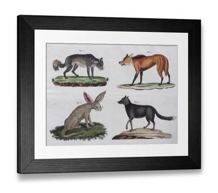 Framed Print : Wolves and foxes, hand-coloured copperplate engraving from Friedrich Justin Bertuch Picture book for children