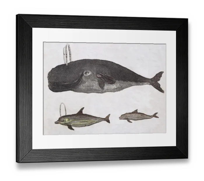 Framed Print : Whales, hand-coloured copperplate engraving from Friedrich Justin Bertuch Picture book for children Framed Print : Whales, hand-coloured copperplate engraving from Friedrich Justin Bertuch Picture book for children