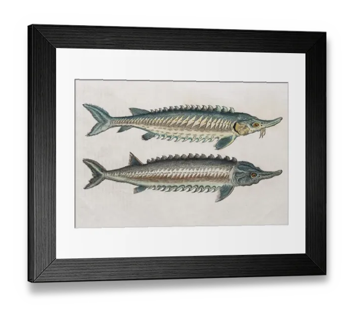 Framed Print : Sturgeons (Acipenseridae), hand-coloured woodcut by Pietro Andrea Mattioli