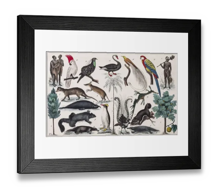 Framed Print : Zone-painting Australia, Australian Islands Framed Print : Zone-painting Australia, Australian Islands