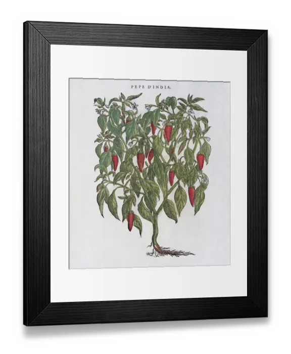 Framed Print : Capsicum annuum or Paprika (Capsicum annuum) Framed Print : Capsicum annuum or Paprika (Capsicum annuum)