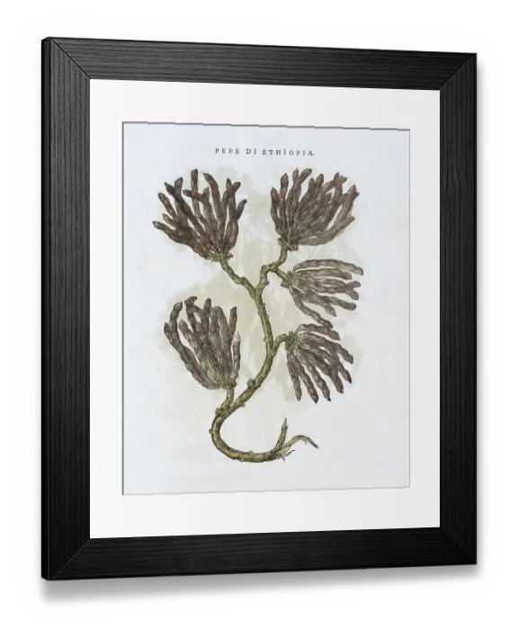 Framed Print : Pippali (Piper longum), hand coloured woodcut by Pietro Andrea Matthioli