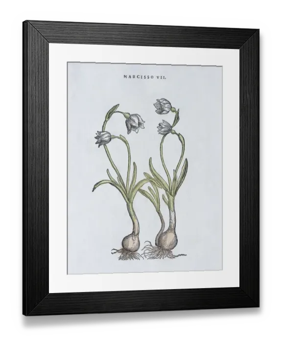 Framed Print : Daffodils (Narcissus), hand coloured woodcut by Pietro Andrea Matthioli