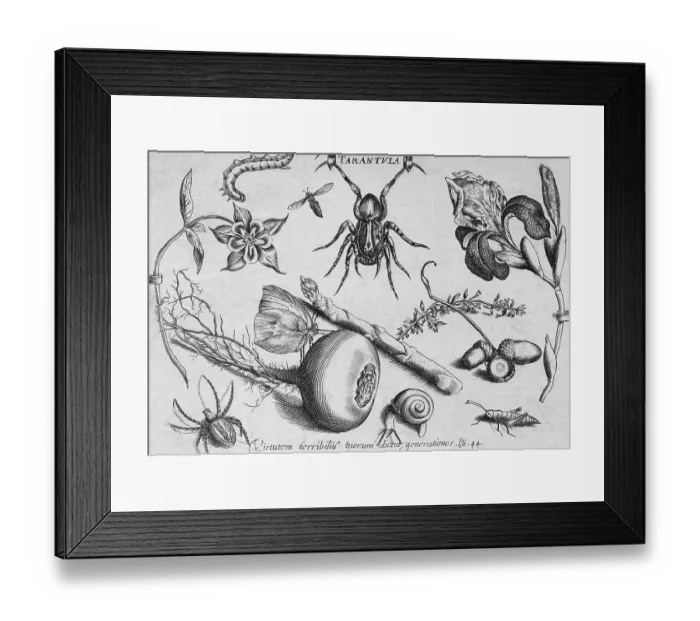 Framed Print : Plant and insect still life with tarantula