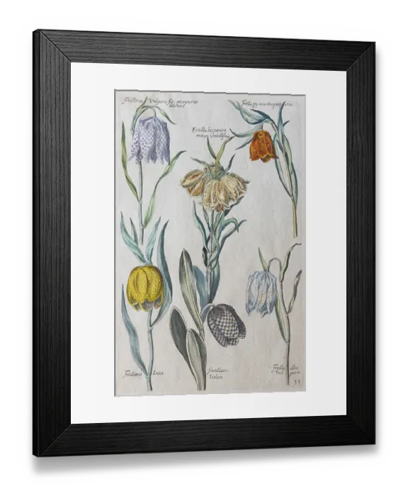 Framed Print : Snake's head fritillaries (Fritillaria meleagris)