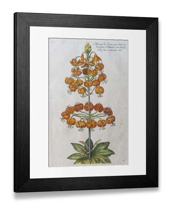 Framed Print : Martagon lily (Lilium martagon)