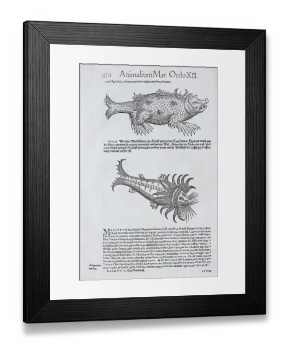 Framed Print : Lake Monster, woodcut by Conrad Gessner Framed Print : Lake Monster, woodcut by Conrad Gessner