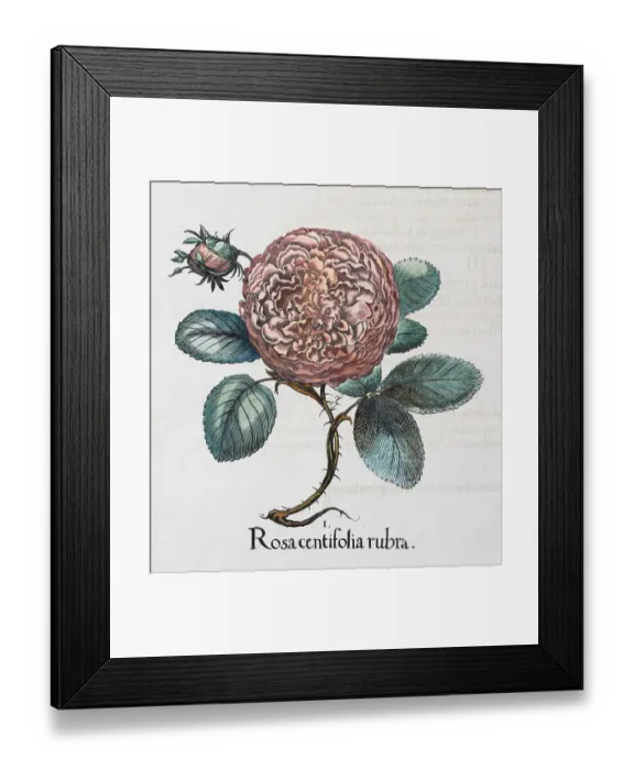 Framed Print : Rose (Rosa), hand-coloured copper engraving by Basilius Besler