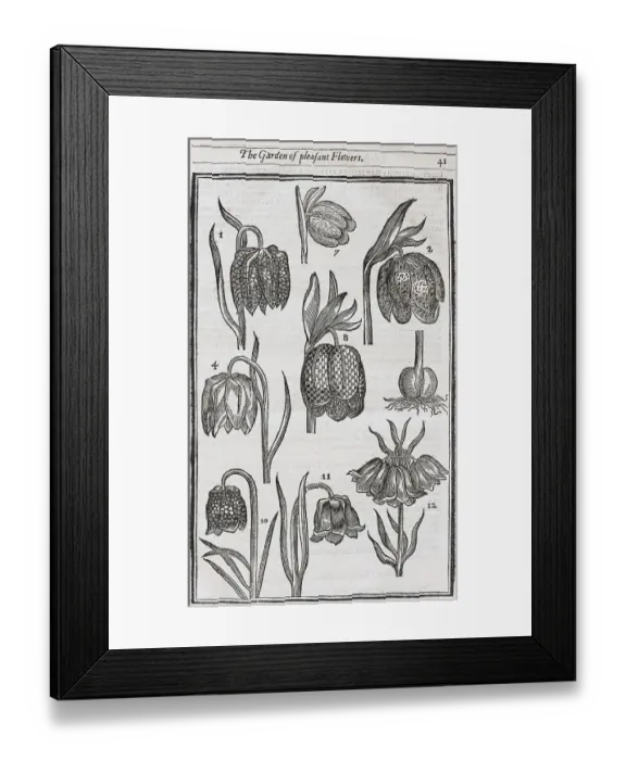 Framed Print : Snake's head fritillaries (Fritillaria meleagris)