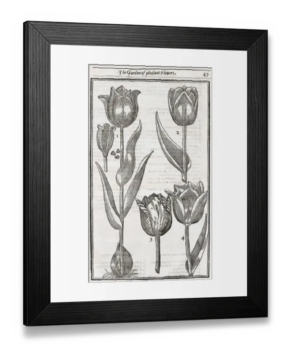 Framed Print : Tulips (Tulipa), woodcut from Paradisi in Sole Paradisus Terrestris by John Parkinson