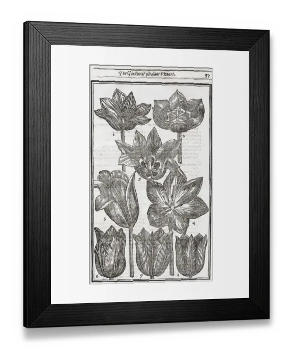 Framed Print : Tulips (Tulipa), woodcut from Paradisi in Sole Paradisus Terrestris by John Parkinson