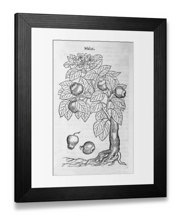 Framed Print : Apple tree (Malus), woodcut, from A new herbal or historie of plants by Rembert Dodoens (1516-1585) Framed Print : Apple tree (Malus), woodcut, from A new herbal or historie of plants by Rembert Dodoens (1516-1585)