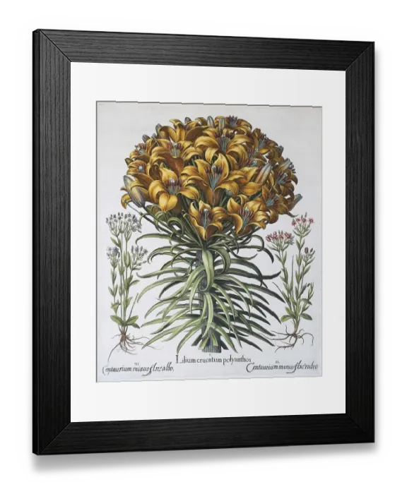 Framed Print : Lily (Lilium), hand-coloured copper engraving by Basilius Besler