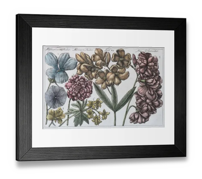 Framed Print : Oleander (Nerium oleander)