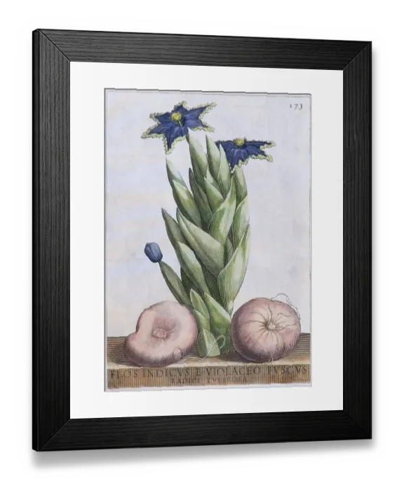Framed Print : Ferraria crispa (Ferraria undulata)