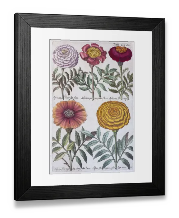 Framed Print : Tagetes (Tagetes), also known as student flower Framed Print : Tagetes (Tagetes), also known as student flower