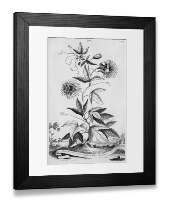 Framed Print : Passion flower blue passion flower (Passiflora caerulea) Framed Print : Passion flower blue passion flower (Passiflora caerulea)