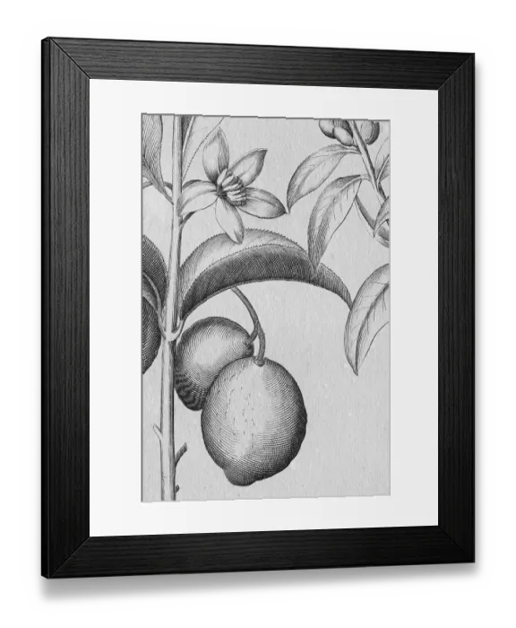 Framed Print : Lemons, detail copper engraving by Basilius Besler Framed Print : Lemons, detail copper engraving by Basilius Besler