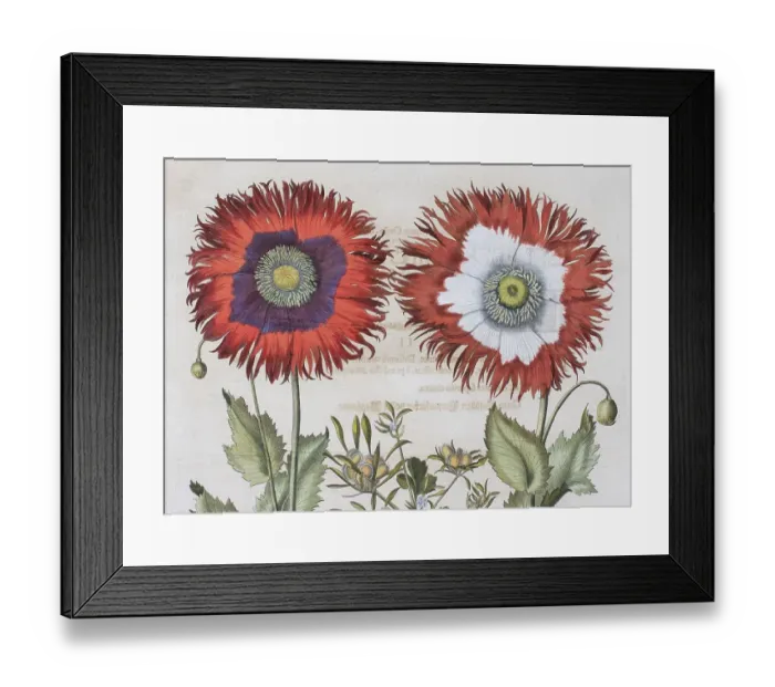Framed Print : Poppy (Papaver), hand-coloured copper engraving by Basilius Besler