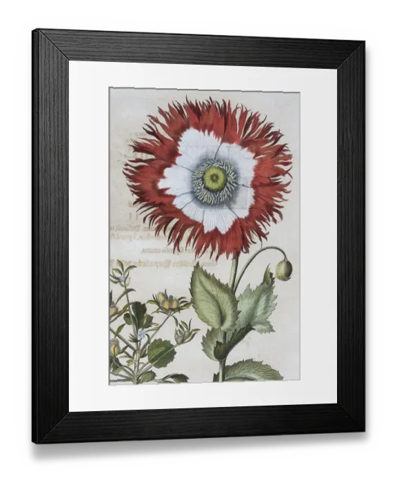 Framed Print : Poppy (Papaver), hand-coloured copper engraving by Basilius Besler