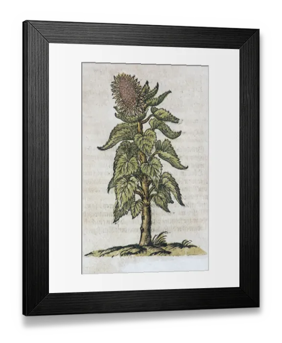 Framed Print : Sunflower (Helianthus annuus), hand-coloured woodcut from Kraeuterbuch oder Kreuter-Buch by Adam Lonicer Framed Print : Sunflower (Helianthus annuus), hand-coloured woodcut from Kraeuterbuch oder Kreuter-Buch by Adam Lonicer