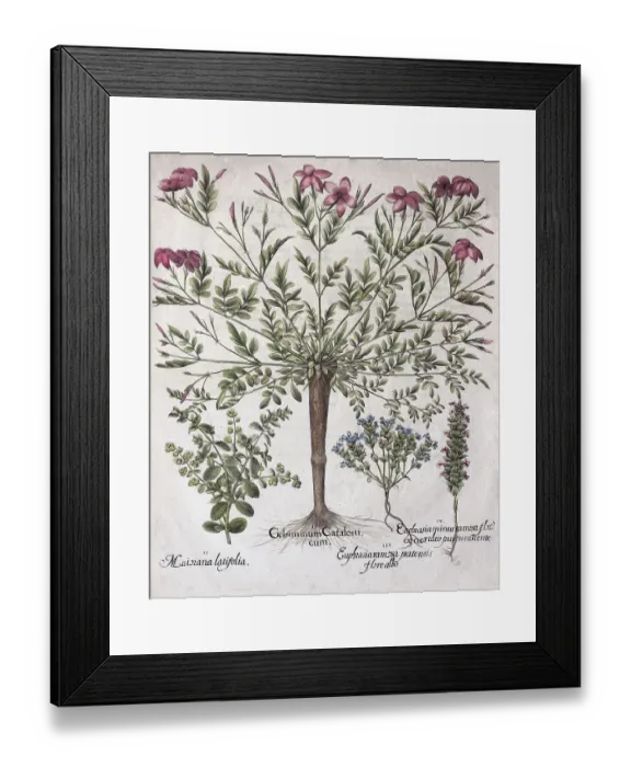 Framed Print : Spanish jasmine (Jasminum Grandiflorum)