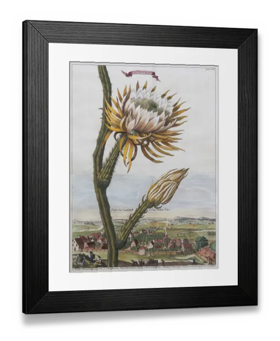 Framed Print : Columnar cactus (Cereus), hand-coloured copperplate engraving from Nuernbergische Hesperides