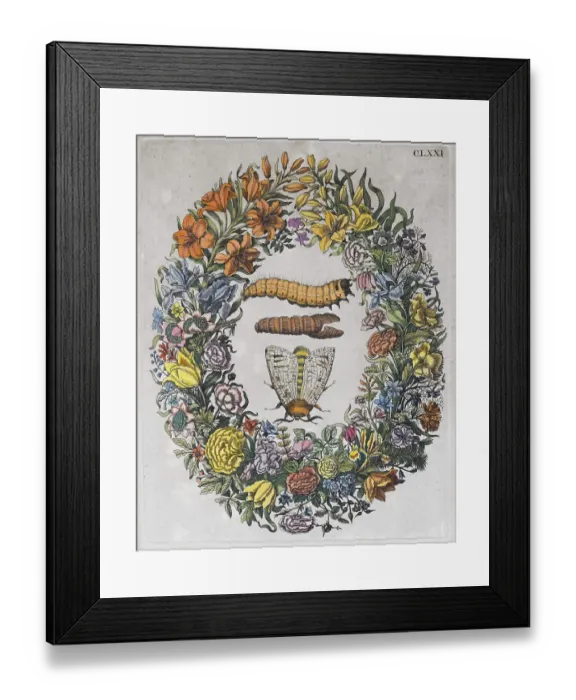 Framed Print : Flower wreath, moths, caterpillars Framed Print : Flower wreath, moths, caterpillars