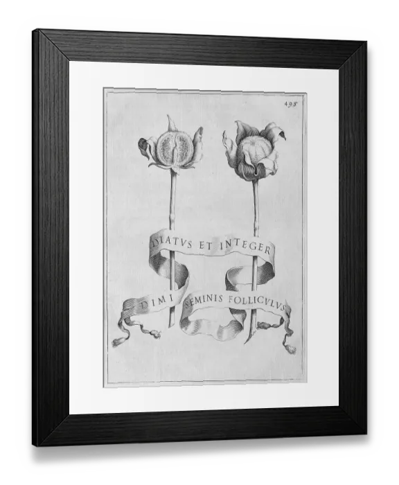 Framed Print : Copper engraving, from Flora over Culture di fiori by Giovanni Battista Ferrari