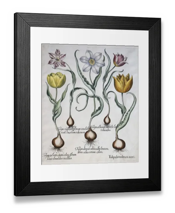 Framed Print : Tulips (Tulipa), hand-coloured copper engraving by Basilius Besler Framed Print : Tulips (Tulipa), hand-coloured copper engraving by Basilius Besler