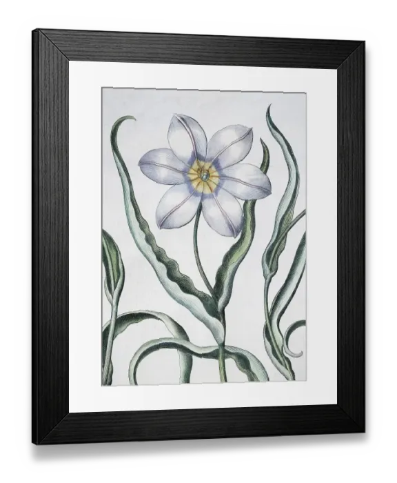 Framed Print : Tulip (Tulipa), detail, hand-coloured copper engraving by Basilius Besler