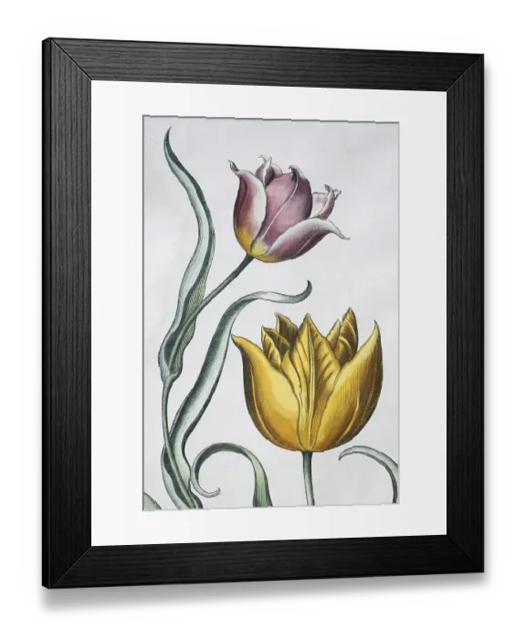 Framed Print : Tulips (Tulipa), detail, hand-coloured copper engraving by Basilius Besler
