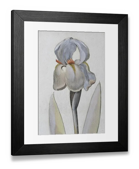 Framed Print : Irises (Iris), Illyrica, hand-coloured copper engraving by Basilius Besler Framed Print : Irises (Iris), Illyrica, hand-coloured copper engraving by Basilius Besler