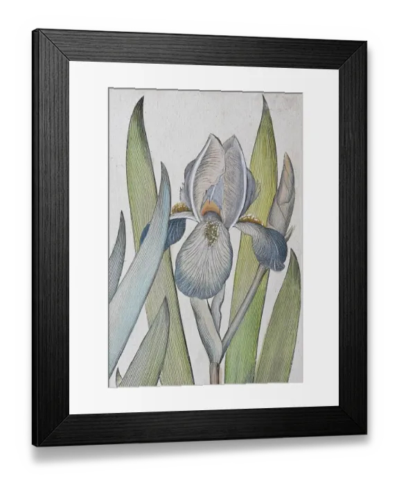 Framed Print : Irises (Iris) latifolia irises violaceo vulgaris coerulea Framed Print : Irises (Iris) latifolia irises violaceo vulgaris coerulea