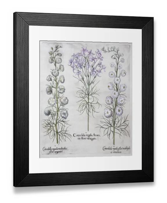 Framed Print : Field and garden delphinium (Consolida regalis) Framed Print : Field and garden delphinium (Consolida regalis)