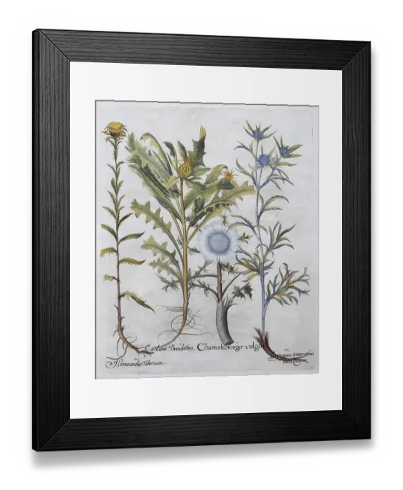 Framed Print : Silver and carline thistle (Carlina vulgaris) (Carlina acaulis)