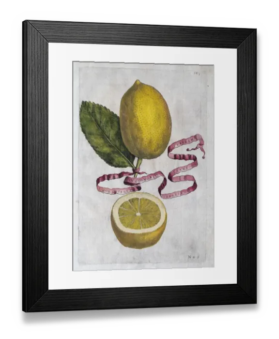 Framed Print : Limon Citratus, citrus fruit, hand-coloured copperplate engraving from Giovanni Baptista Ferrari Hesperides Framed Print : Limon Citratus, citrus fruit, hand-coloured copperplate engraving from Giovanni Baptista Ferrari Hesperides