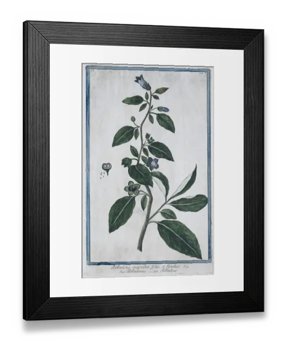 Framed Print : Black belladonna (Atropa belladonna)